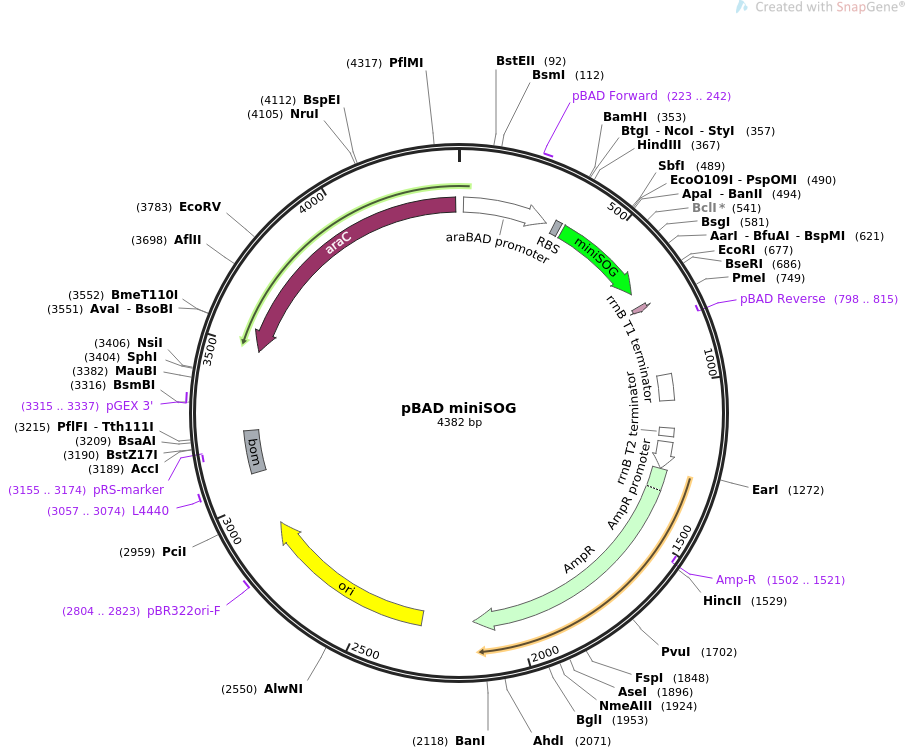 pBAD miniSOG质粒图谱